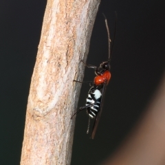 Braconidae (family) at Wodonga, VIC - 22 Apr 2023