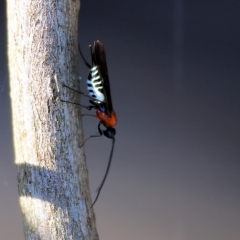 Braconidae (family) at Wodonga, VIC - 22 Apr 2023