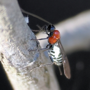 Braconidae (family) at Wodonga, VIC - 22 Apr 2023 10:38 AM