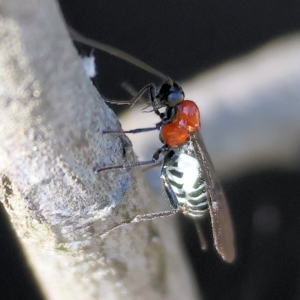 Braconidae (family) at Wodonga, VIC - 22 Apr 2023