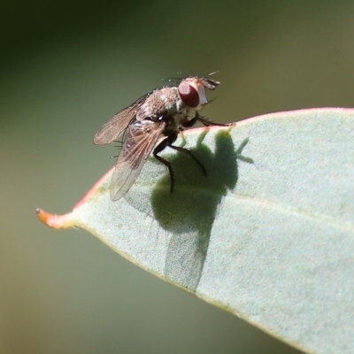 Calliphoridae (family) (Unidentified blowfly) at Wodonga - 22 Apr 2023 by KylieWaldon