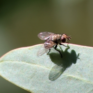 Calliphoridae (family) at Wodonga, VIC - 22 Apr 2023 10:37 AM