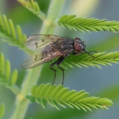 Helina sp. (genus) (Muscid fly) at Clyde Cameron Reserve - 22 Apr 2023 by KylieWaldon