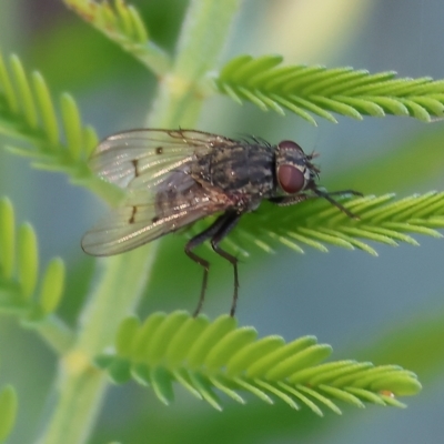 Helina sp. (genus) (Muscid fly) at Wodonga - 22 Apr 2023 by KylieWaldon