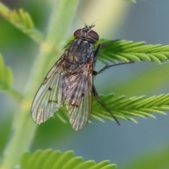 Helina sp. (genus) at Wodonga, VIC - 22 Apr 2023 10:42 AM