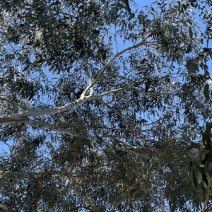 Callocephalon fimbriatum at Dickson, ACT - suppressed