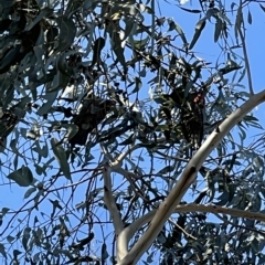 Callocephalon fimbriatum at Dickson, ACT - suppressed