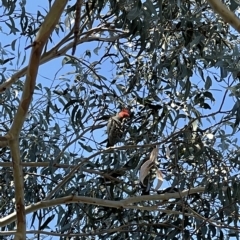 Callocephalon fimbriatum at Dickson, ACT - suppressed