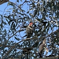 Callocephalon fimbriatum at Dickson, ACT - 22 Apr 2023