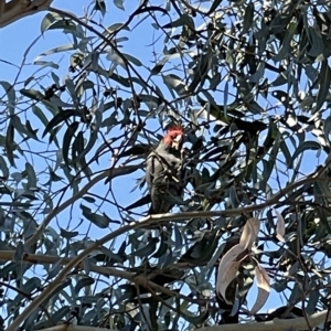 Callocephalon fimbriatum at Dickson, ACT - 22 Apr 2023