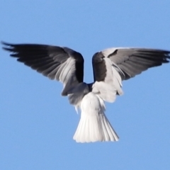 Elanus axillaris (Black-shouldered Kite) at Molonglo Valley, ACT - 22 Apr 2023 by JimL