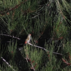 Neochmia temporalis (Red-browed Finch) at Molonglo Valley, ACT - 22 Apr 2023 by JimL