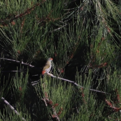 Neochmia temporalis (Red-browed Finch) at Molonglo River Reserve - 21 Apr 2023 by JimL
