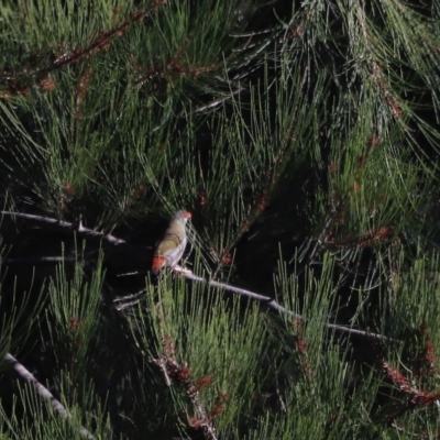 Neochmia temporalis (Red-browed Finch) at Molonglo Valley, ACT - 22 Apr 2023 by JimL