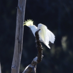 Cacatua galerita (Sulphur-crested Cockatoo) at Molonglo Valley, ACT - 22 Apr 2023 by JimL