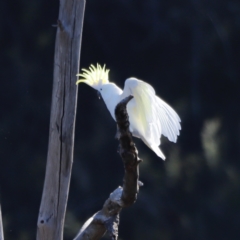 Cacatua galerita (Sulphur-crested Cockatoo) at Molonglo Valley, ACT - 21 Apr 2023 by JimL