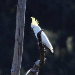 Cacatua galerita at Molonglo Valley, ACT - 22 Apr 2023 09:13 AM