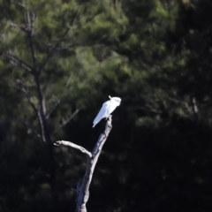 Cacatua galerita at Molonglo Valley, ACT - 22 Apr 2023 09:13 AM