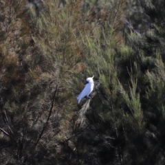 Cacatua galerita at Molonglo Valley, ACT - 22 Apr 2023 09:13 AM