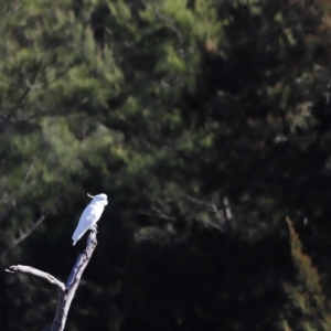 Cacatua galerita at Molonglo Valley, ACT - 22 Apr 2023 09:13 AM