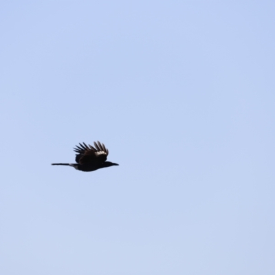 Strepera graculina (Pied Currawong) at Molonglo Valley, ACT - 22 Apr 2023 by JimL