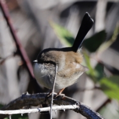 Malurus cyaneus (Superb Fairywren) at Molonglo Valley, ACT - 21 Apr 2023 by JimL