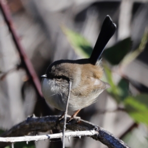 Malurus cyaneus at Molonglo Valley, ACT - 22 Apr 2023