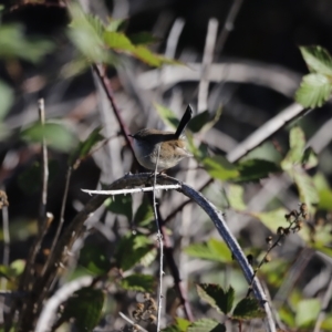 Malurus cyaneus at Molonglo Valley, ACT - 22 Apr 2023