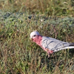 Eolophus roseicapilla (Galah) at Coombs Ponds - 21 Apr 2023 by JimL