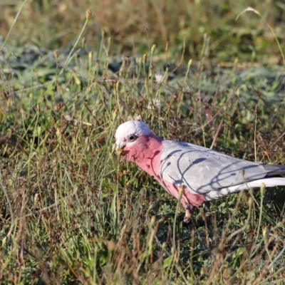 Eolophus roseicapilla (Galah) at Coombs Ponds - 21 Apr 2023 by JimL