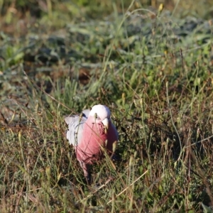 Eolophus roseicapilla at Coombs, ACT - 22 Apr 2023