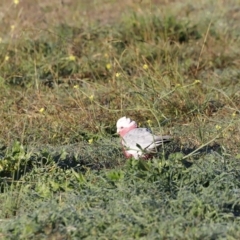 Eolophus roseicapilla at Coombs, ACT - 22 Apr 2023