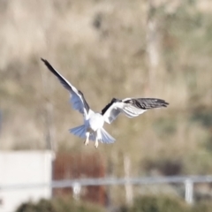 Elanus axillaris (Black-shouldered Kite) at Molonglo Valley, ACT - 21 Apr 2023 by JimL