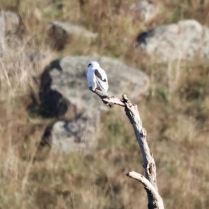 Elanus axillaris at Molonglo Valley, ACT - 22 Apr 2023