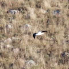 Elanus axillaris at Molonglo Valley, ACT - 22 Apr 2023