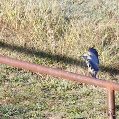 Coracina novaehollandiae (Black-faced Cuckooshrike) at Molonglo Valley, ACT - 21 Apr 2023 by JimL