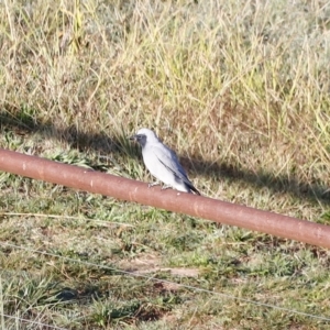 Coracina novaehollandiae at Molonglo Valley, ACT - 22 Apr 2023