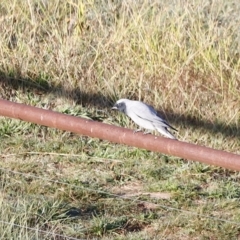 Coracina novaehollandiae at Molonglo Valley, ACT - 22 Apr 2023