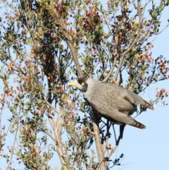 Manorina melanocephala (Noisy Miner) at Molonglo Valley, ACT - 21 Apr 2023 by JimL