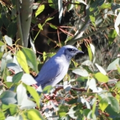 Coracina novaehollandiae (Black-faced Cuckooshrike) at Molonglo Valley, ACT - 21 Apr 2023 by JimL