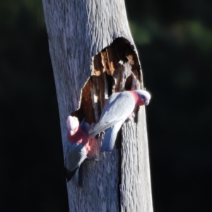 Eolophus roseicapilla at Coombs, ACT - 22 Apr 2023