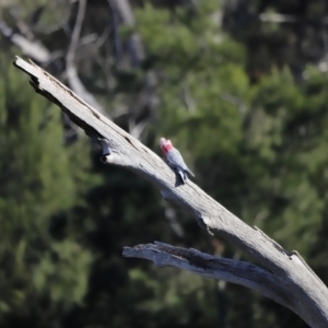 Eolophus roseicapilla at Coombs, ACT - 22 Apr 2023