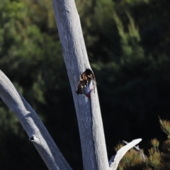 Eolophus roseicapilla at Coombs, ACT - 22 Apr 2023