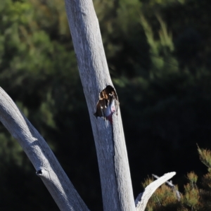 Eolophus roseicapilla at Coombs, ACT - 22 Apr 2023