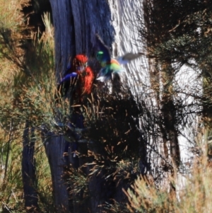 Platycercus elegans at Coombs, ACT - 22 Apr 2023