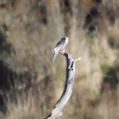 Falco cenchroides (Nankeen Kestrel) at Molonglo Valley, ACT - 22 Apr 2023 by JimL