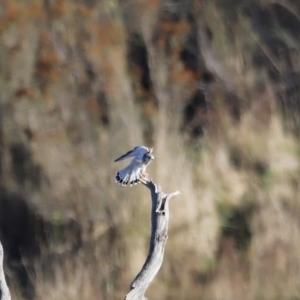 Falco cenchroides at Molonglo Valley, ACT - 22 Apr 2023 07:57 AM