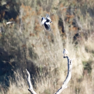 Falco cenchroides at Molonglo Valley, ACT - 22 Apr 2023 07:57 AM