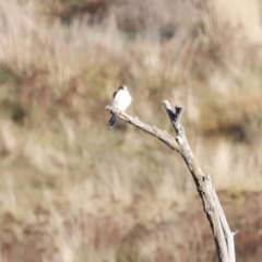 Falco cenchroides at Molonglo Valley, ACT - 22 Apr 2023 07:57 AM