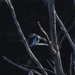 Coracina novaehollandiae at Molonglo Valley, ACT - 22 Apr 2023